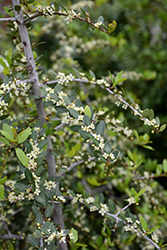Weeping Yaupon Holly (Ilex vomitoria 'Pendula') at Lakeshore Garden Centres
