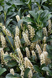 Etna English Laurel (Prunus laurocerasus 'Anbri') at Lakeshore Garden Centres