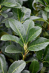 Etna English Laurel (Prunus laurocerasus 'Anbri') at Lakeshore Garden Centres