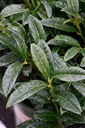 Chestnut Hill Cherry Laurel (Prunus laurocerasus 'Chestnut Hill') at Lakeshore Garden Centres