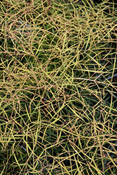 Chime Nandina (Nandina domestica 'Chime') at Lakeshore Garden Centres