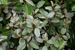 Ebbing's Silverberry (Elaeagnus x ebbingei) at Lakeshore Garden Centres