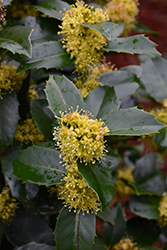 Emily Brunner Holly (Ilex 'Emily Brunner') at Lakeshore Garden Centres