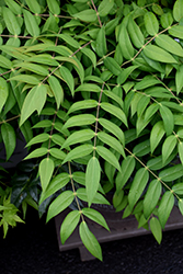 Marvel Mahonia (Mahonia 'Marvel') at Lakeshore Garden Centres