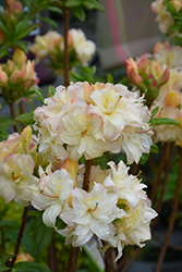 Cannon's Double Azalea (Rhododendron 'Cannon's Double') at Lakeshore Garden Centres