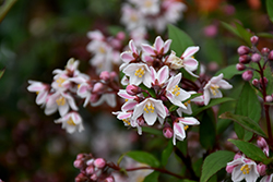 Nikko Blush Deutzia (Deutzia x rosea 'Nikko Blush') at Lakeshore Garden Centres