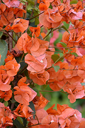 Orange King Bougainvillea (Bougainvillea 'Orange King') at Lakeshore Garden Centres