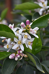 Lemon Drop Lemonquat (Citrofortunella 'Lemon Drop') at Lakeshore Garden Centres