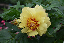 Misaka Peony (Paeonia 'Beautiful Blossom') at A Very Successful Garden Center