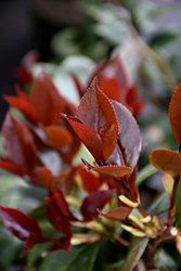 Vestito Rosso Camellia (Camellia japonica 'MonBella') at Lakeshore Garden Centres