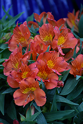 Colorita Amina Alstroemeria (Alstroemeria 'Zapriamin') at Lakeshore Garden Centres