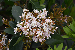 Majestic Beauty Indian Hawthorn (Rhaphiolepis 'Montic') at Lakeshore Garden Centres