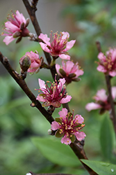 Red Gold Nectarine (Prunus persica var. nucipersica 'Red Gold') at Lakeshore Garden Centres