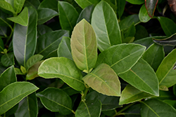 Sweet Viburnum (Viburnum odoratissimum) at Lakeshore Garden Centres