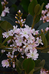 Georgia Petite Indian Hawthorn (Rhaphiolepis x delacourii 'Georgia Petite') at Lakeshore Garden Centres