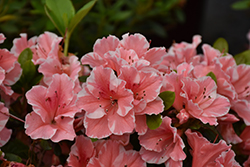 Encore Autumn Sunburst&reg Azalea (Rhododendron 'Roblet') at Lakeshore Garden Centres