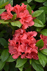 Encore Autumn Monarch Azalea (Rhododendron 'Conleo') at Lakeshore Garden Centres