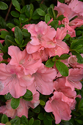 Encore Autumn Debutante Azalea (Rhododendron 'Roblel') at Lakeshore Garden Centres