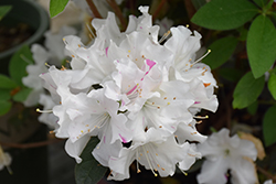 Encore Autumn Lily Azalea (Rhododendron 'Roblex') at Lakeshore Garden Centres