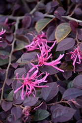 Crimson Fire Chinese Fringeflower (Loropetalum chinense 'PIILC-I') at Lakeshore Garden Centres
