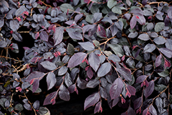 Garnet Fire Fringeflower (Loropetalum chinense 'sPg-3-017') at Lakeshore Garden Centres