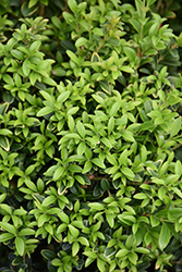 Grace Hendrick Phillips Boxwood (Buxus microphylla 'Grace Hendrick Phillips') at Lakeshore Garden Centres