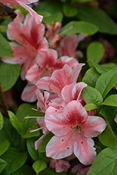Ben Morrison Azalea (Rhododendron 'Ben Morrison') at Lakeshore Garden Centres