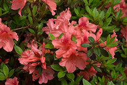 Encore Autumn Coral Azalea (Rhododendron 'Conled') at Lakeshore Garden Centres
