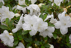 Encore Autumn Angel Azalea (Rhododendron 'Robleg') at Lakeshore Garden Centres