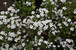 Variegated Serissa (Serissa japonica 'Variegata') at Lakeshore Garden Centres