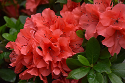 Encore Autumn Sunset Azalea (Rhododendron 'Roblen') at Lakeshore Garden Centres