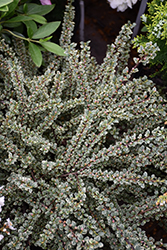 Variegated Cotoneaster (Cotoneaster horizontalis 'Variegatus') at Lakeshore Garden Centres