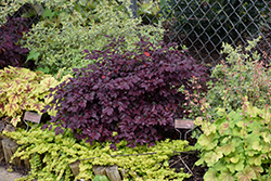 Crimson Fire Chinese Fringeflower (Loropetalum chinense 'PIILC-I') at Lakeshore Garden Centres