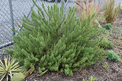 Arp Rosemary (Rosmarinus officinalis 'Arp') at Lakeshore Garden Centres