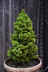Rainbow's End Spruce (Picea glauca 'Rainbow's End') at Lakeshore Garden Centres