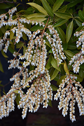 Japanese Pieris (Pieris japonica) at Lakeshore Garden Centres