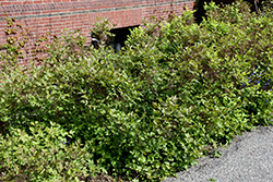 Shrub Yellowroot (Xanthorhiza simplicissima) at Lakeshore Garden Centres