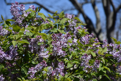 Blanche Sweet Lilac (Syringa x hyacinthiflora 'Blanche Sweet') at Lakeshore Garden Centres