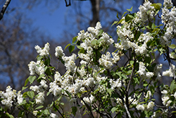 Gertrude Leslie Lilac (Syringa x hyacinthiflora 'Gertrude Leslie') at Lakeshore Garden Centres