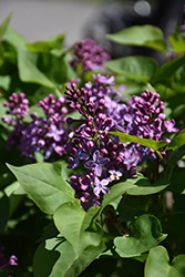 Prairie Petite Lilac (Syringa vulgaris 'Prairie Petite') at A Very Successful Garden Center