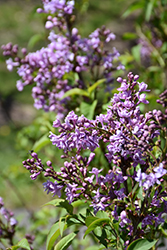 Henri Robert Lilac (Syringa vulgaris 'Henri Robert') at Lakeshore Garden Centres