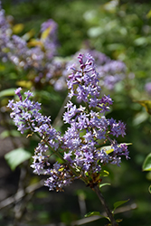 Hyacinthiflora Plena Lilac (Syringa x hyacinthiflora 'Hyacinthiflora Plena') at Lakeshore Garden Centres
