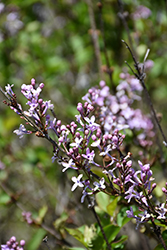 Purple Haze Persian Lilac (Syringa 'Purple Haze') at Lakeshore Garden Centres