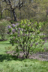 Dwight D. Eisenhower Lilac (Syringa vulgaris 'Dwight D. Eisenhower') at Lakeshore Garden Centres