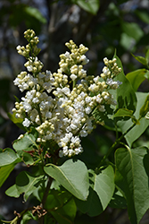 General Sheridan Lilac (Syringa vulgaris 'General Sheridan') at Lakeshore Garden Centres