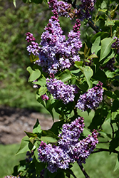 Grand-Duc Constantin Lilac (Syringa vulgaris 'Grand-Duc Constantin') at Lakeshore Garden Centres