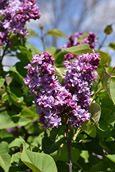 Patrick Henry Lilac (Syringa vulgaris 'Patrick Henry') at Lakeshore Garden Centres