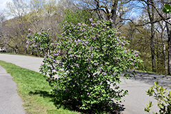 Nokomis Lilac (Syringa x hyacinthiflora 'Nokomis') at Lakeshore Garden Centres