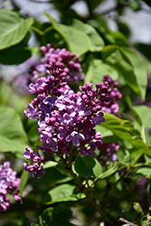 Humphrey Lilac (Syringa vulgaris 'Humphrey') at Lakeshore Garden Centres