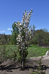 Amanogawa Flowering Cherry (Prunus serrulata 'Amanogawa') at Lakeshore Garden Centres